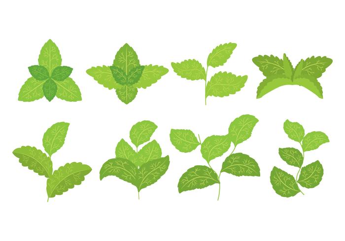 Stevia Icons vector