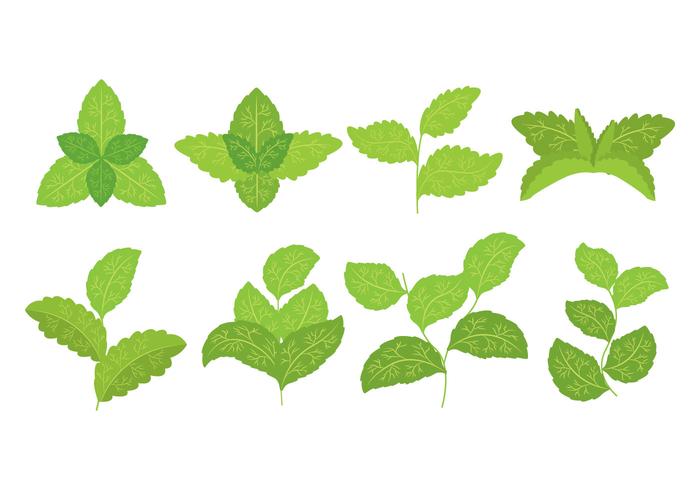 Iconos de Stevia vector