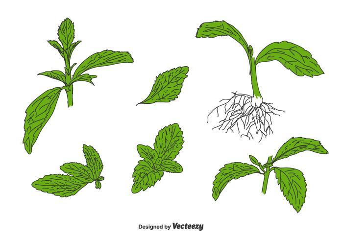 Conjunto de vectores de stevia