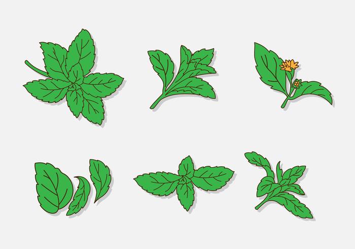 Cartoon Green Stevia Leaf vector