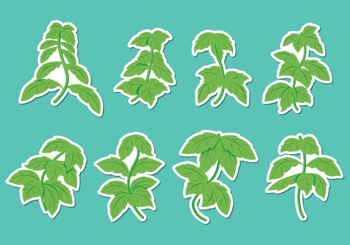 Stevia Leaf Vector