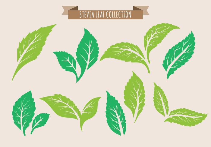 Colección de Hoja de Stevia vector