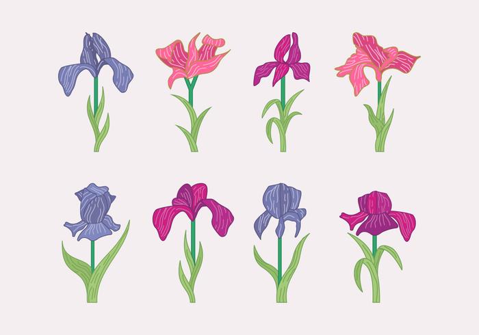 Rhododendron Flower isolated Vector Rhododendron Flower isolated Vector
