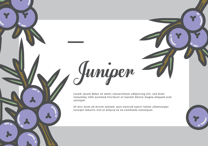 Juniper Gretting Card vector