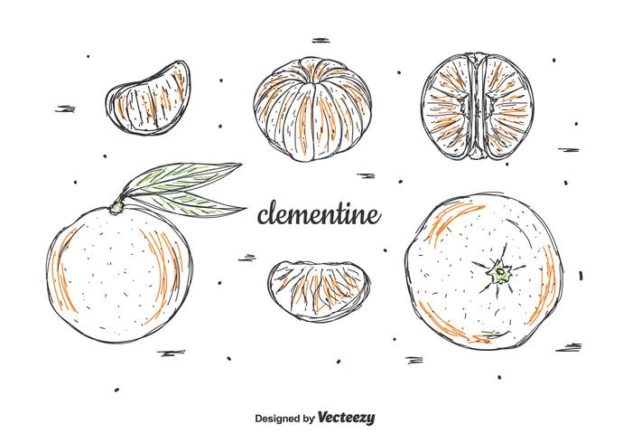 Hand Drawn Clementine Vector Set