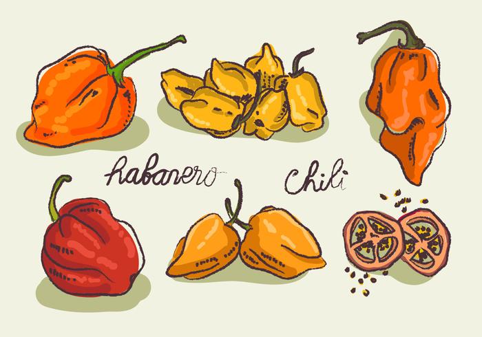 Hot Habanero Doodle Sketch Ilustraciones Vectoriales vector