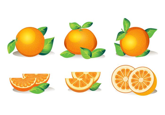 Set of Isolated Clementine Fruits on White Background vector
