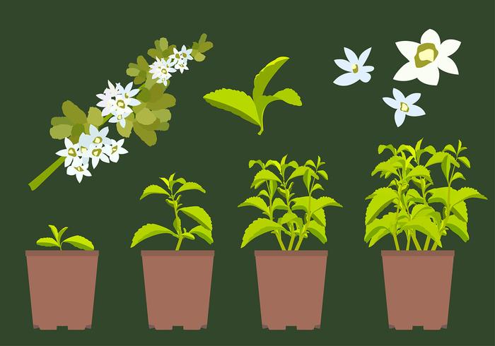 Stevia Plant Vector