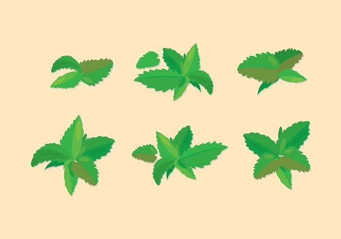 Icono De Stevia Icono vector