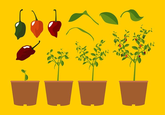 Habanero Plant Free Vector