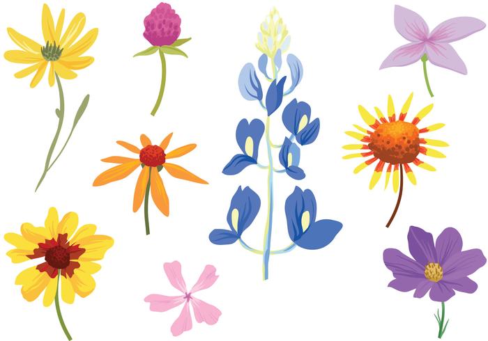 Free Colorful Wildflower Vectors