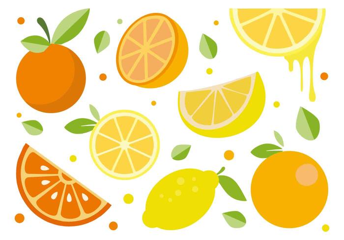 Citrus Fruit Vector