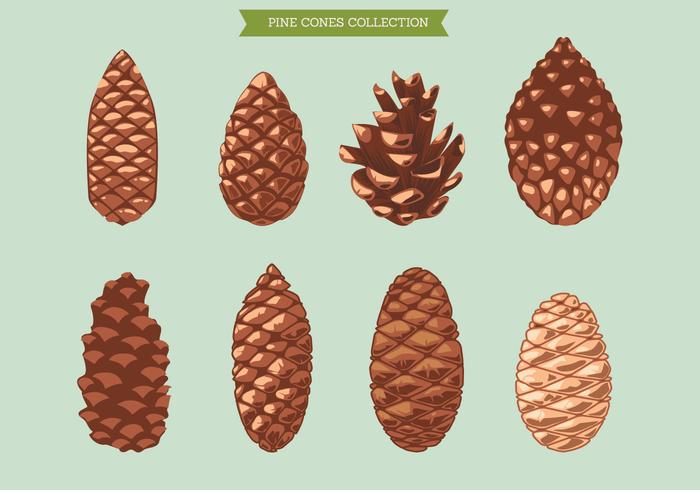 Set of Pine Cone on Green Background vector