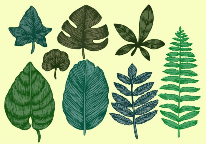 Vintage Style Botanical Leaves Vector Set 2