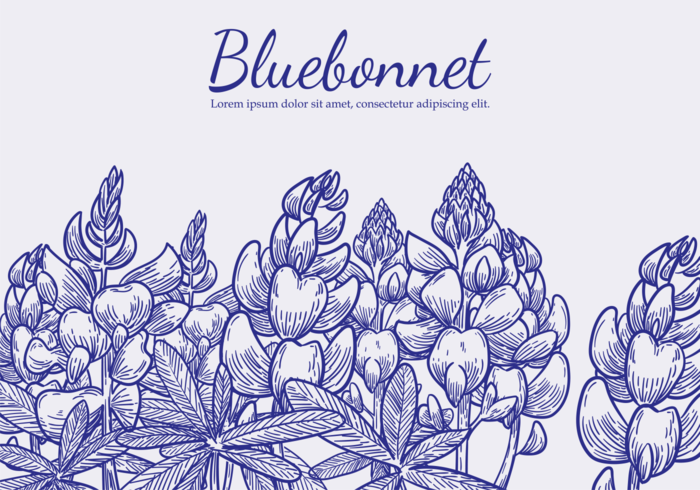 Free Hand Drawn Bluebonnet Flower Vectors