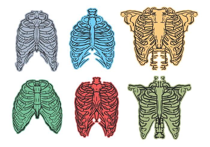 Ribcage sketch vector set