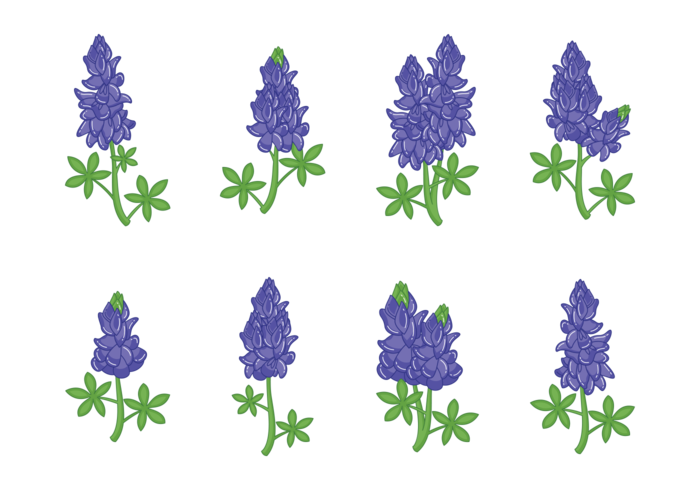 Bluebonnet Flower Vectors