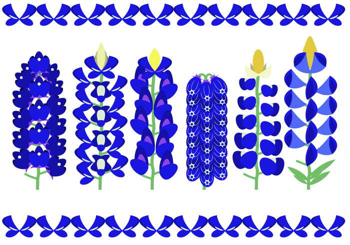 Beautiful Bluebonnet Flower Vector