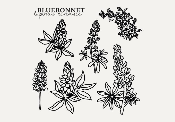 Botanical Bluebonnet vector