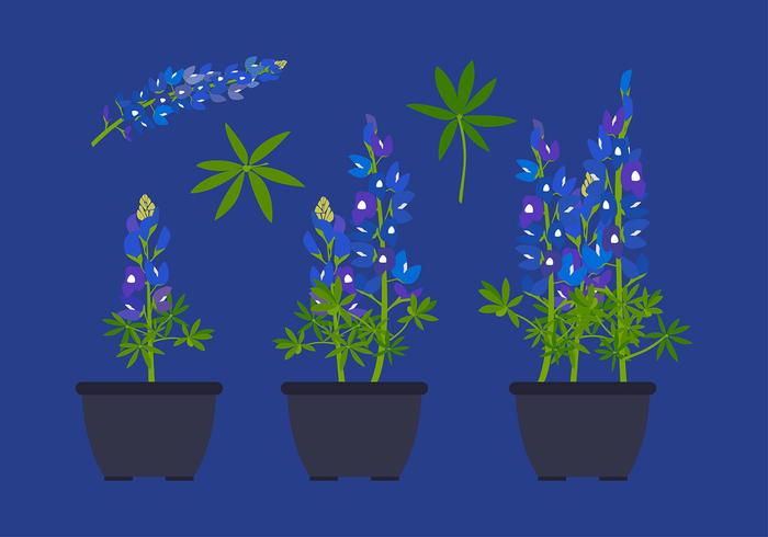 Bluebonnet Flower Plant Free Vector