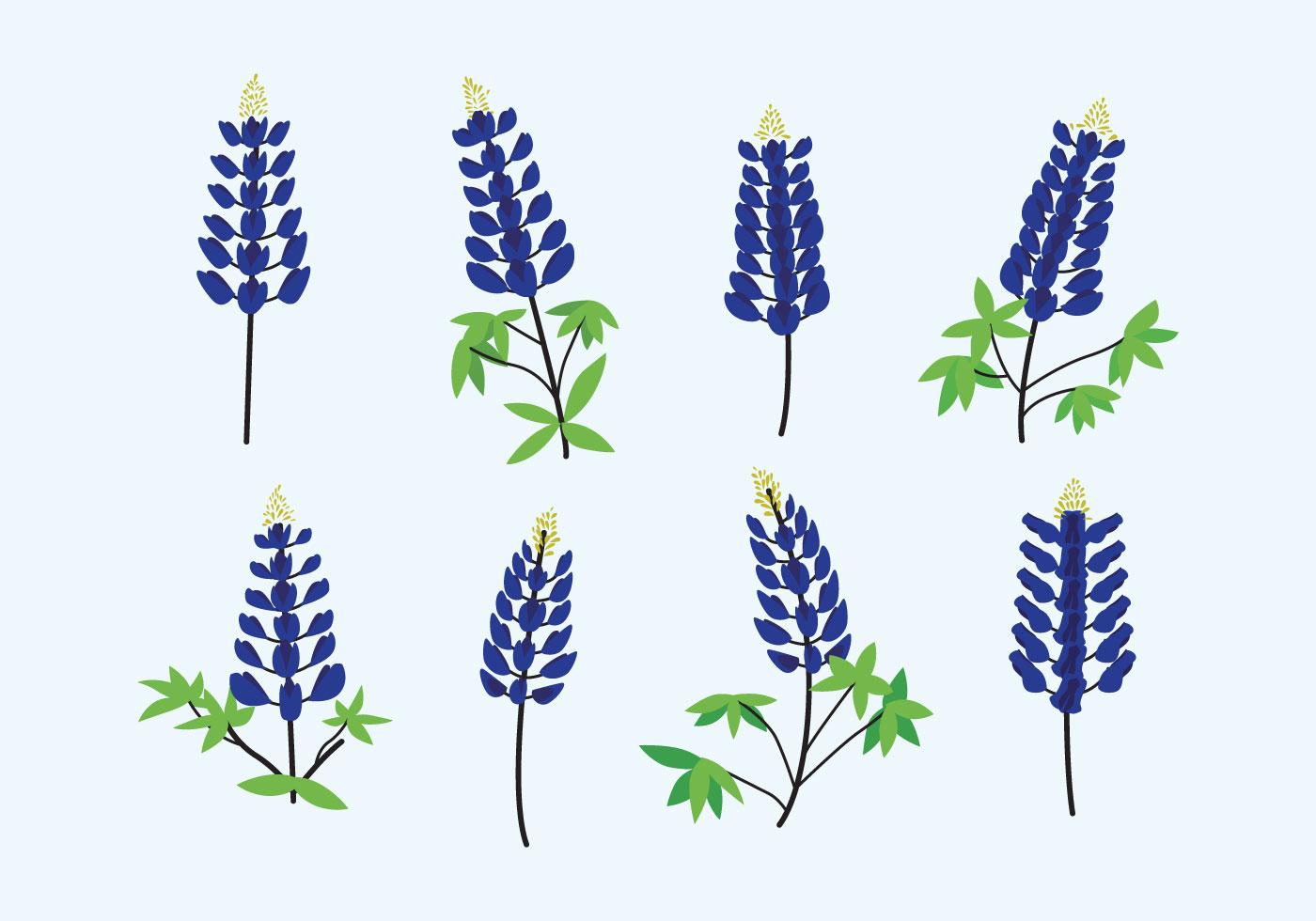 Vector bluebonnet 150959 Vector en Vecteezy