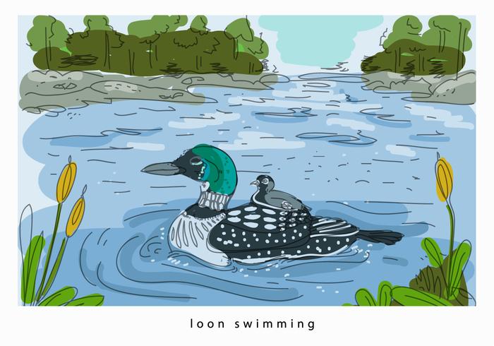 Loon Swimming In Lake Hand Drawn Vector Background Illustration