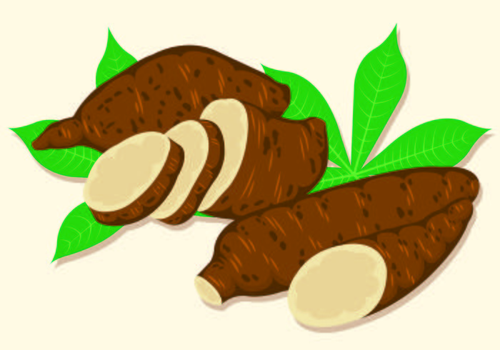 Ilustración vectorial de yuca vector