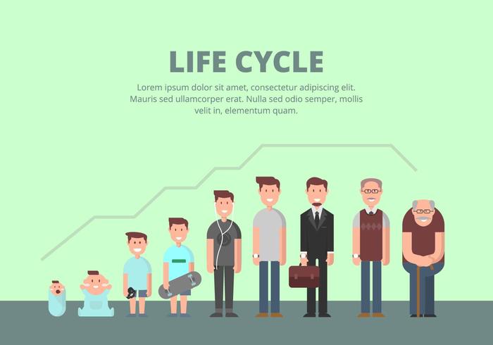 Ilustración del ciclo de vida vector