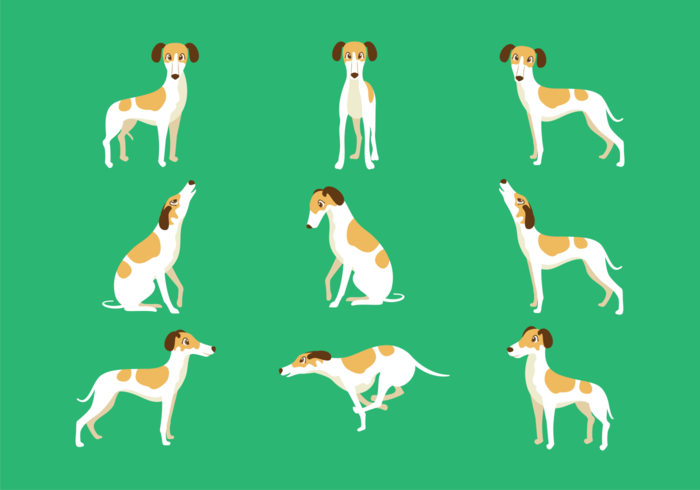 Whippet Cartoon Vector