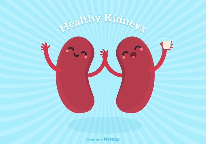 Vector Cute Cartoon Healthy Human Kidney Characters