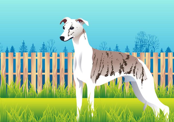 Cute Whippet Dog Breed Vector 