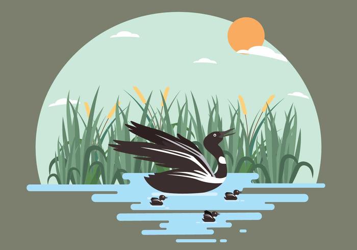 Free Loon Illustration vector