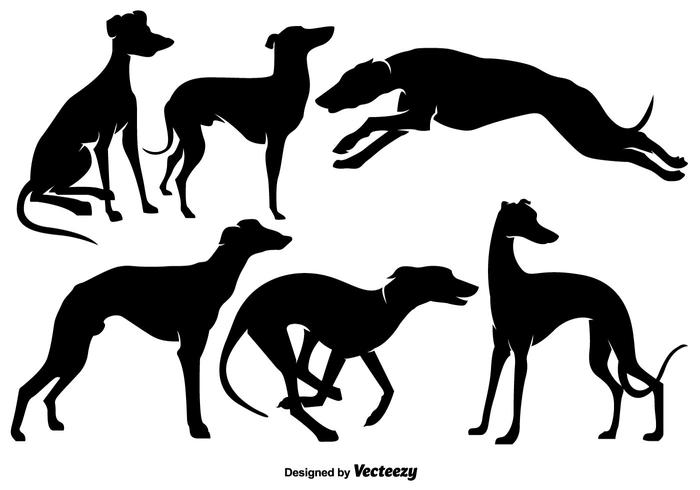 Siluetas de los perros de Whippet del vector