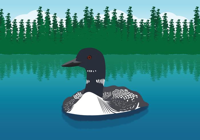 Swimming Loon Illustration vector