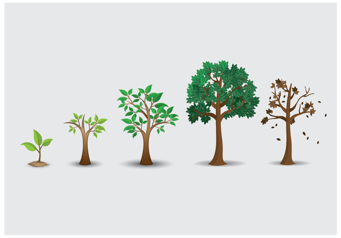 Vector libre del ciclo de vida del árbol