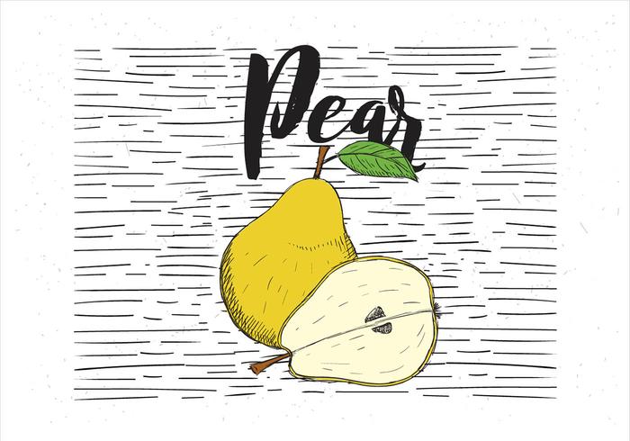 Vector Hand Drawn Pear Illustration