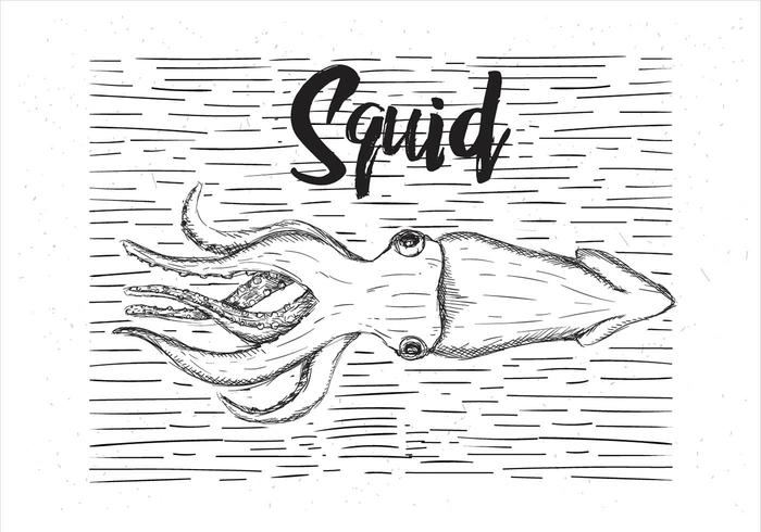 Vector Hand Drawn Squid Illustration
