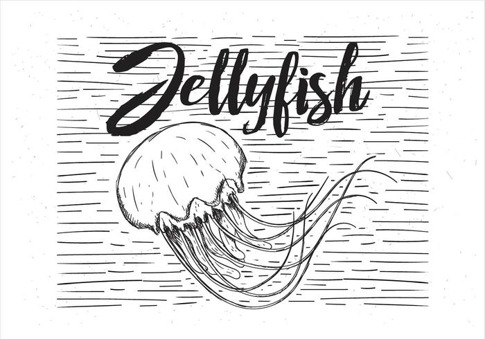 Vector Hand Drawn Jellyfish Illustration