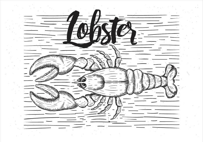 Vector Hand Drawn Lobster Illustration