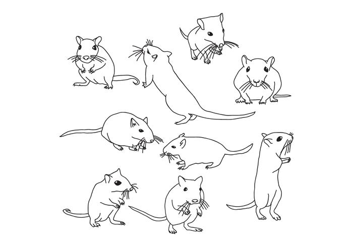 Gerbil Ratón vector