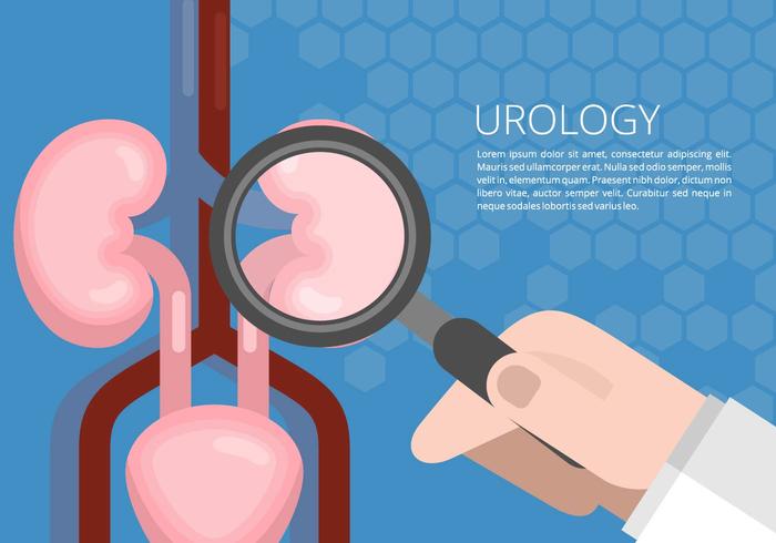 Urology Illustration vector