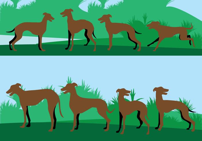 Ilustración del perro Whippet vector