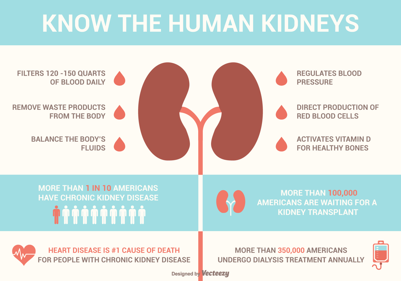 Kidney Disease Free Vector Art - (339 Free Downloads)