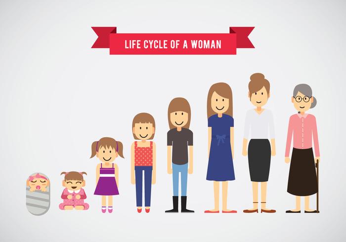 Life Cycle of Woman Vector Life Cycle of Woman Vector