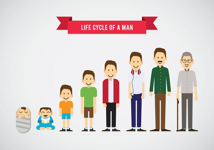 Lifecycle of a Man Vector