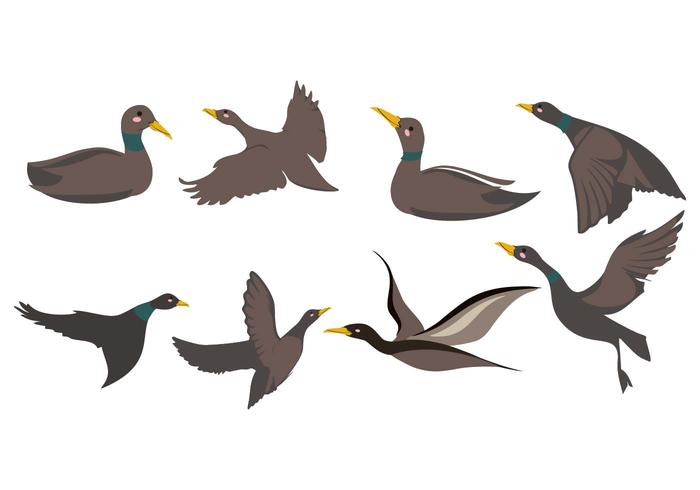 Vector Loon o Divers Bird gratis