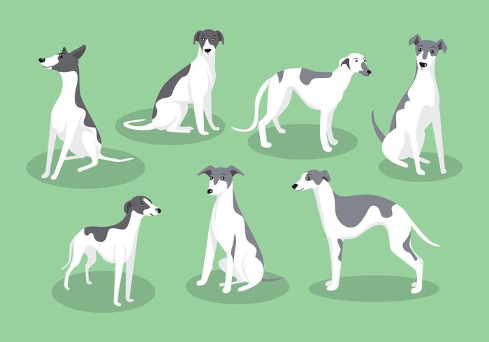 Vectores del perro de Whippet