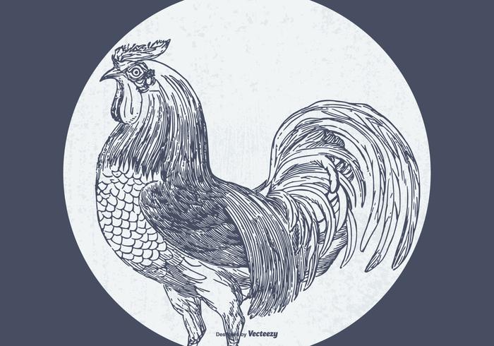 Vintage Sketched Rooster Illustration Vintage Sketched Rooster Illustration
