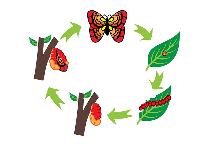 Caterpillar and Butterfly Life Cycle Vector