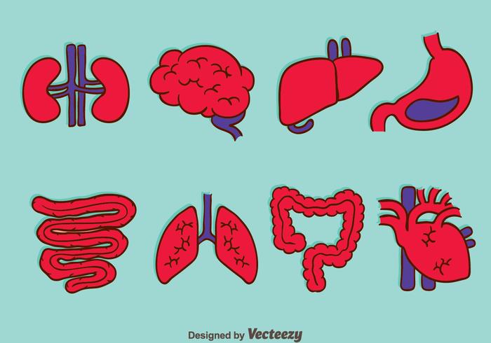 Vectores de colección de órganos humanos